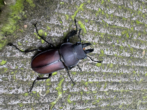 Neolucanus sinicus sinicus