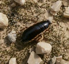 Loboptera decipiens
