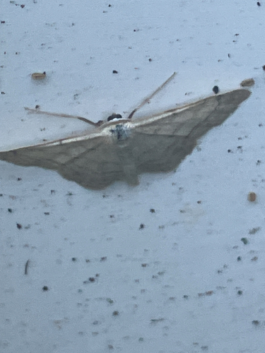 Riband Wave