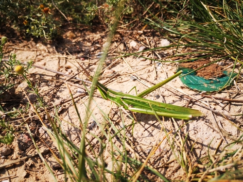 Oriental Longheaded Locust