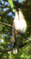 Lampornis clemenciae