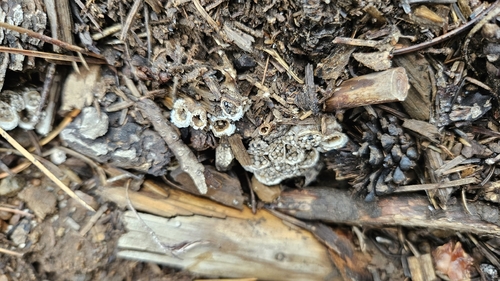 iNaturalist observation photo of bird's nest fungi