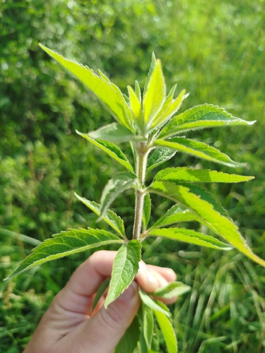 hemp agrimony
