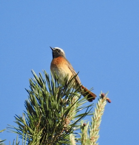 Common Redstart
