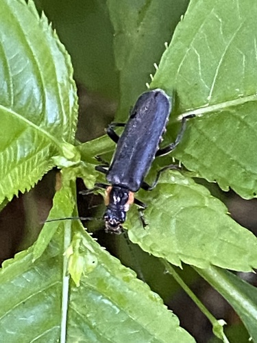 Cantharis obscura