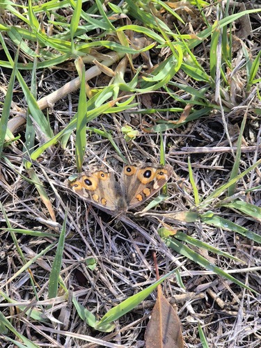 Meadow Argus