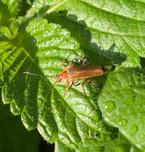 Cantharis livida