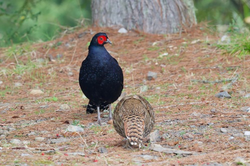 Mikado Pheasant (Syrmaticus mikado), photo 9
