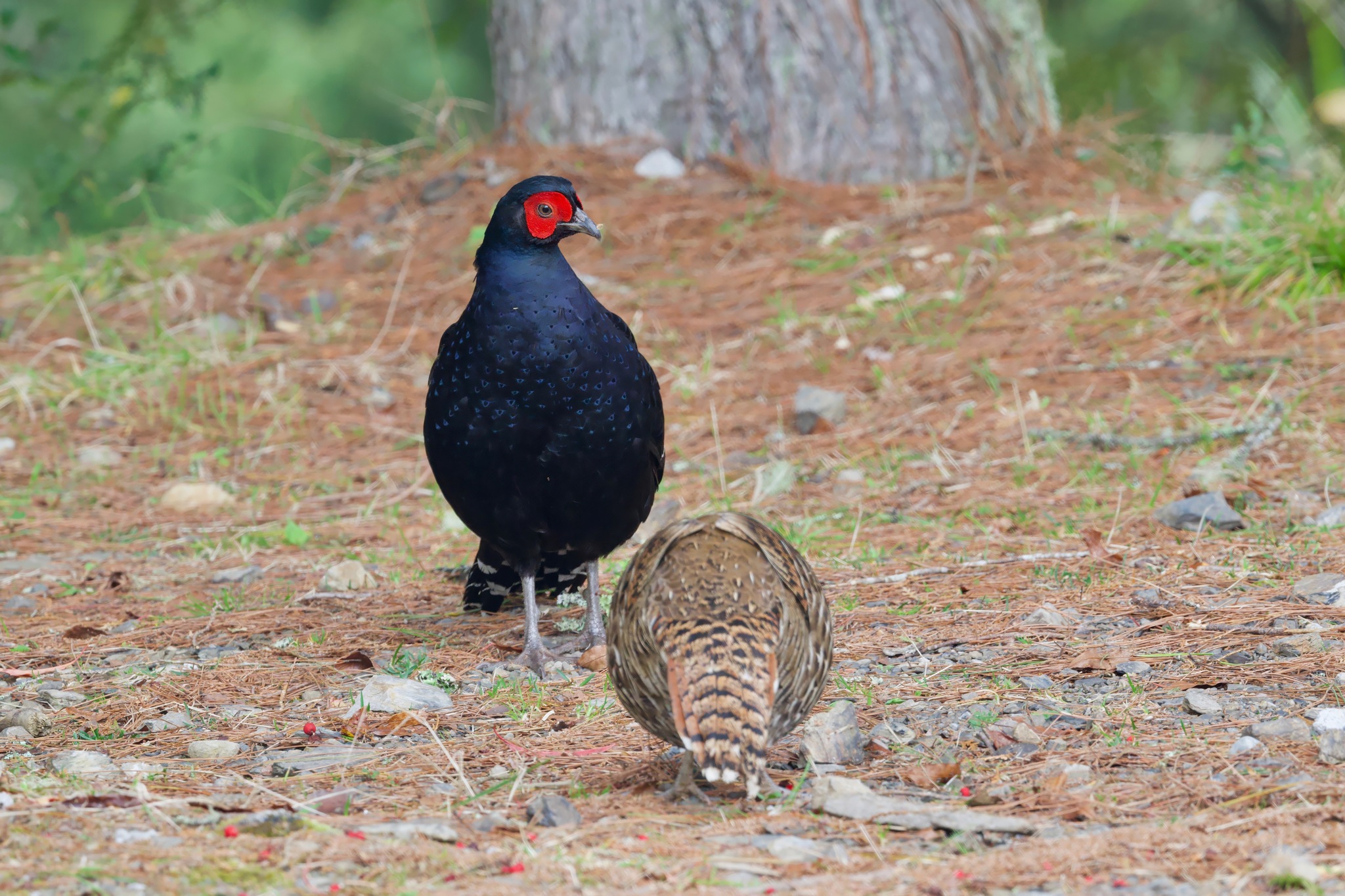 Mikado Pheasant (Syrmaticus mikado), photo 7
