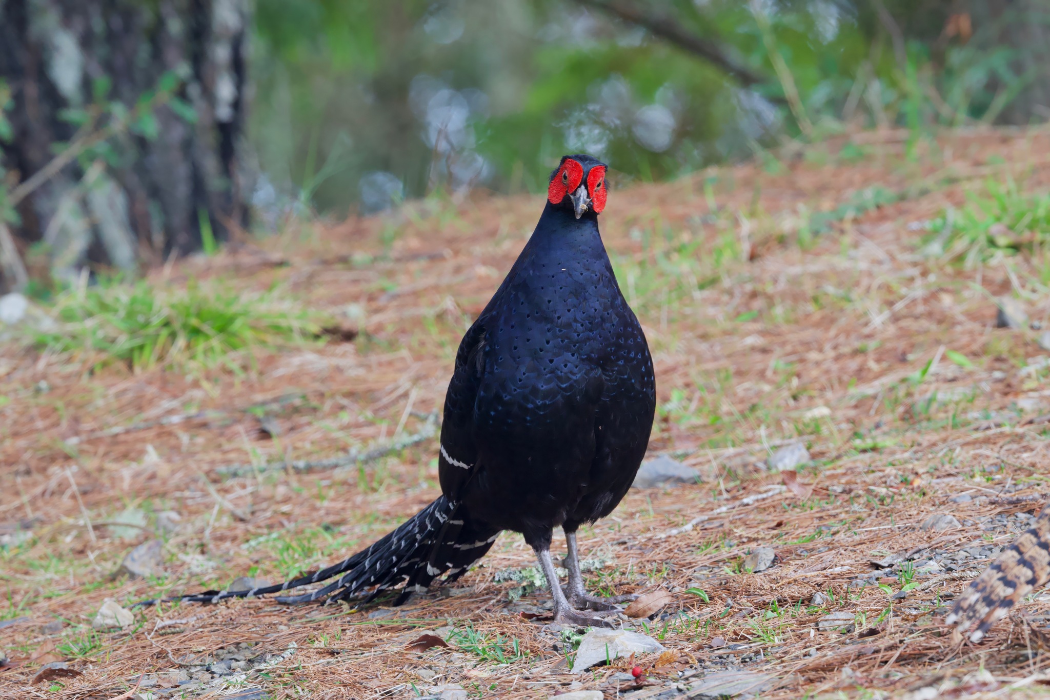 Mikado Pheasant (Syrmaticus mikado), photo 10