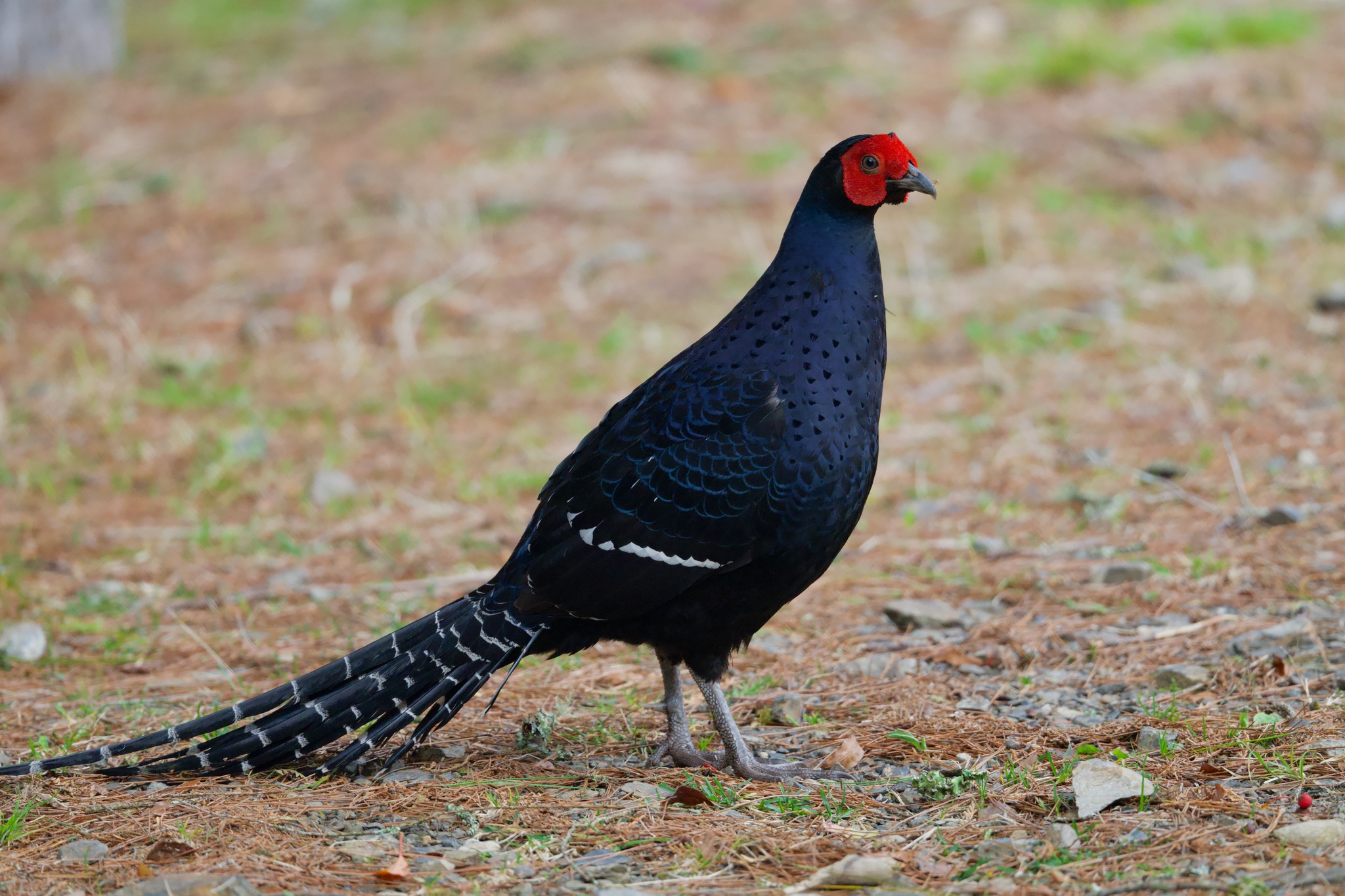 Mikado Pheasant (Syrmaticus mikado), photo 9