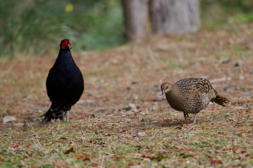 Mikado Pheasant (Syrmaticus mikado), photo 8