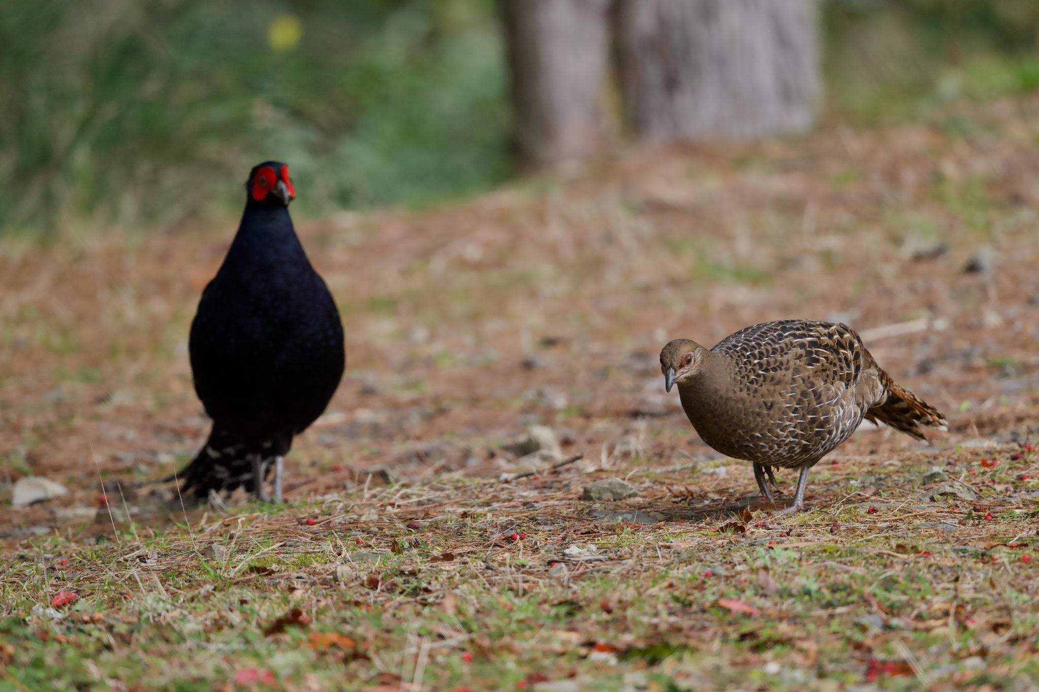 Mikado Pheasant (Syrmaticus mikado), photo 6