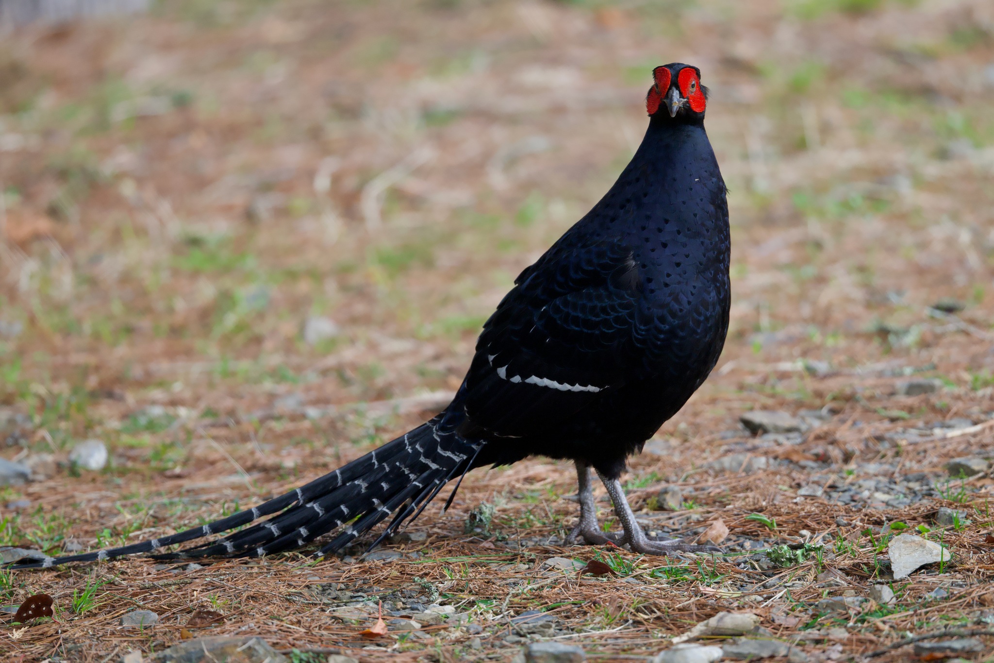 Mikado Pheasant (Syrmaticus mikado), photo 8