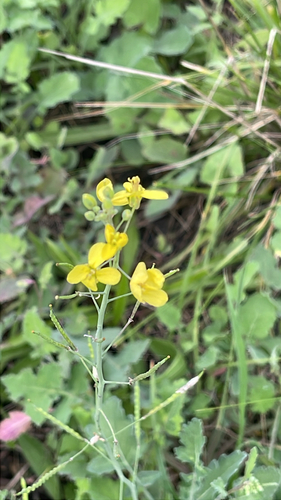 Brassica fruticulosa, photograph 6