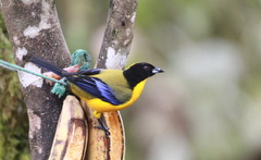 Anisognathus notabilis