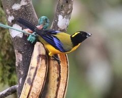 Anisognathus notabilis