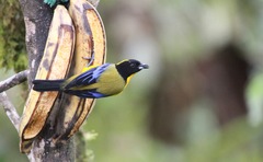 Anisognathus notabilis