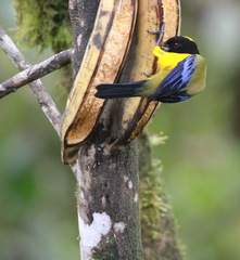 Anisognathus notabilis