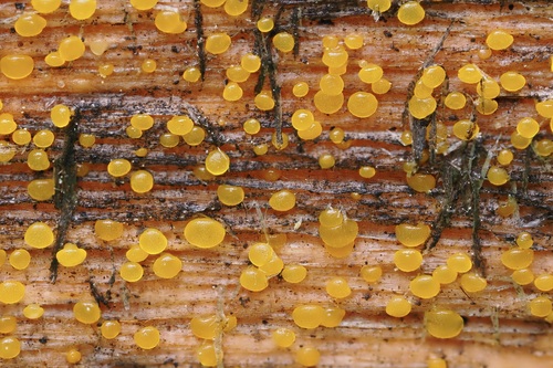 iNaturalist observation photo of Dacrymycetaceae