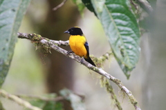 Anisognathus notabilis