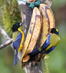 Anisognathus notabilis