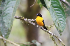 Anisognathus notabilis