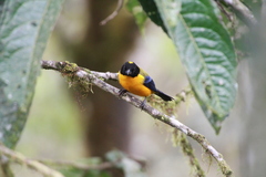 Anisognathus notabilis