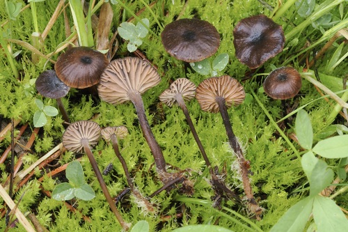 iNaturalist observation photo of Omphalotaceae
