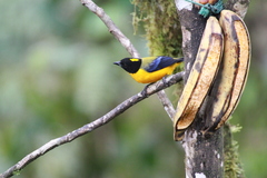 Anisognathus notabilis