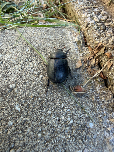 Pentodon idiota