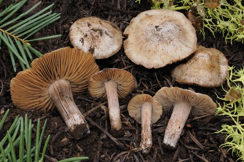 iNaturalist observation photo of Fiber Caps