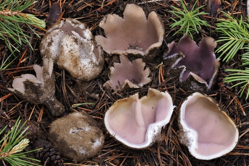 iNaturalist observation photo of Sarcosphaera