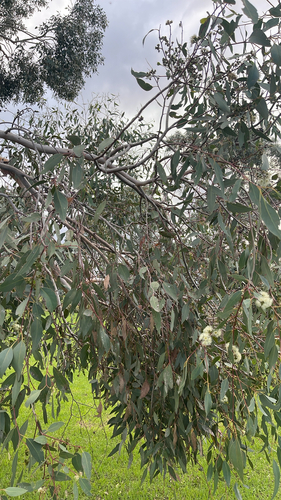 Eucalyptus ovata, photograph 6