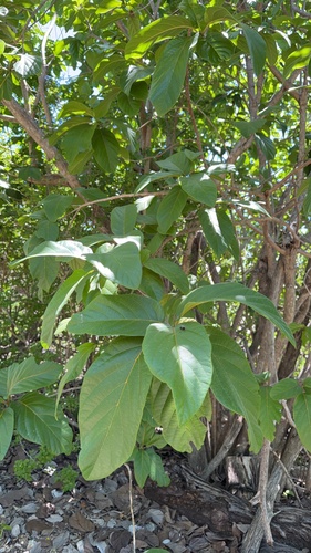 Cordia rickseckeri, photograph 4