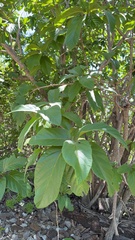 Cordia rickseckeri, photograph (c) Alex Doyle, some rights reserved (CC BY)