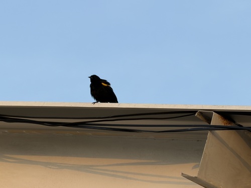 Yellow-shouldered Blackbird (Agelaius xanthomus), photo 2