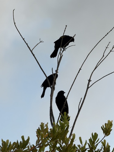 Yellow-shouldered Blackbird (Agelaius xanthomus)