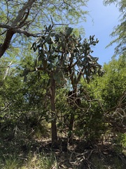 Consolea rubescens