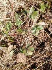Potentilla humifusa