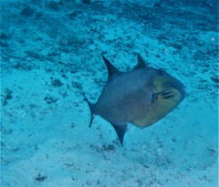 Pseudobalistes fuscus