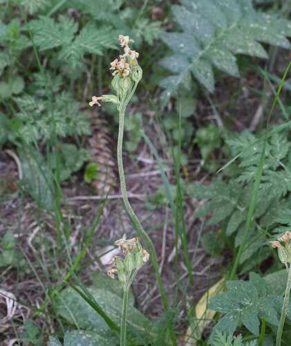 Primula intricata, photograph 2