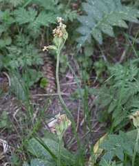 Primula intricata, photograph Matteo Martini, CC BY, iNaturalist via GBIF