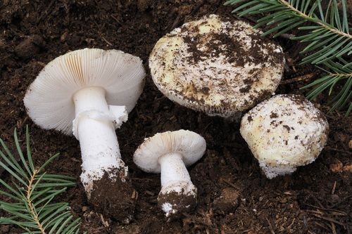 iNaturalist observation photo of amanita mushrooms