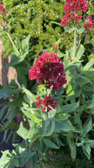 Centranthus ruber