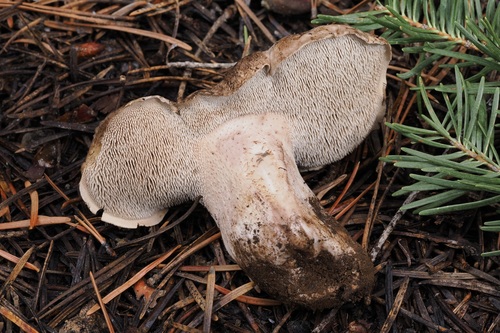 iNaturalist observation photo of Sarcodon