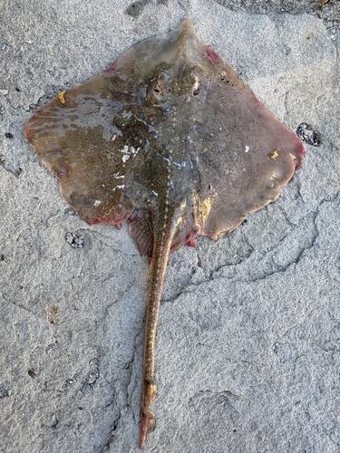 Mediterranean Starry Skate