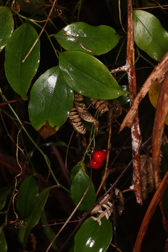 Petermannia cirrosa observed 2026-05-30