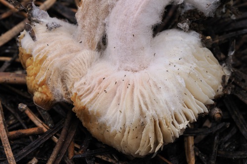 iNaturalist observation photo of Mycogone rosea