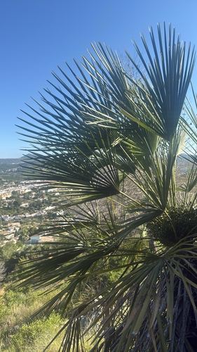 Mediterranean fan palm